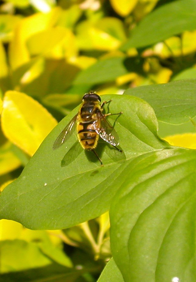 Maschio di Myathropa florea /Syrphidae)